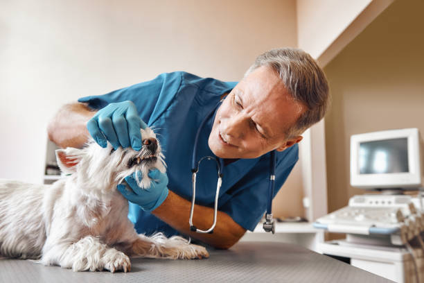 Best Emergency Treatment for Dental Infections or Abscesses in South Rosemary, NC